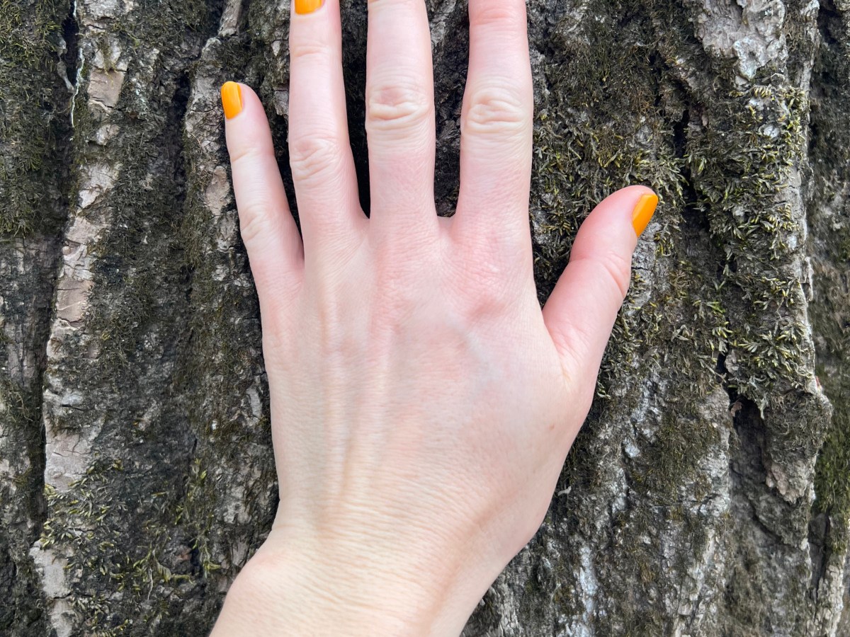 Why You Should TOUCH a Tree Every Day